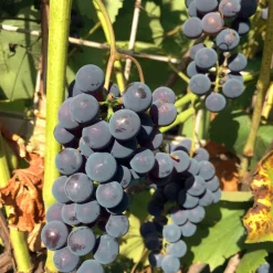 Vitis Labruskavin Zilga E