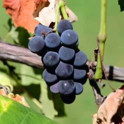 Vitis Labruskavin Zilga E
