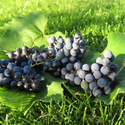Vitis Labruskavin Zilga E