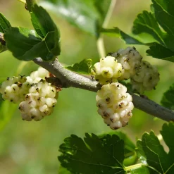 Vitt Mullbär Morus Alba Visborg