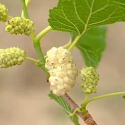 Vitt Mullbär Morus Alba Visborg
