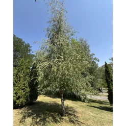 Vårtbjörk, Alléträd 300-400 cm för Trädgård & Utemiljö
