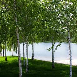 Vårtbjörk, Alléträd 300-400 cm för Trädgård & Utemiljö
