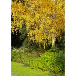 Vårtbjörk, Alléträd 300-400 cm för Trädgård & Utemiljö