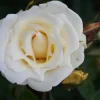 White Nights