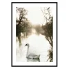 White Swan