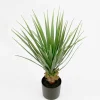 Yucca